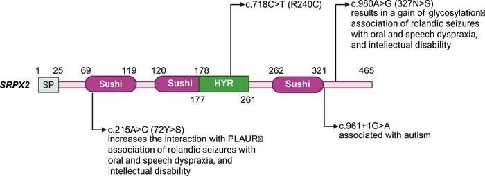Fig. 1. The schematics of SRPX2 domain structures with annotated pathogenic variants.