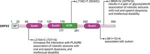 Fig. 1. The schematics of SRPX2 domain structures with annotated pathogenic variants.