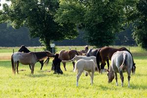 Horses in a field with an animal caretaker
