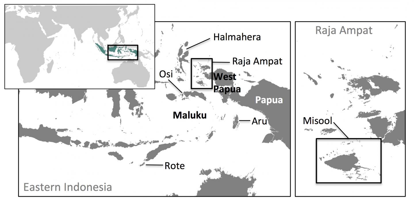 Coral Triangle