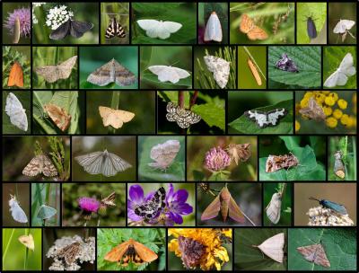 Lepidoptera
