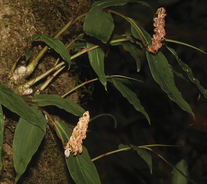 Hedychium putaoense