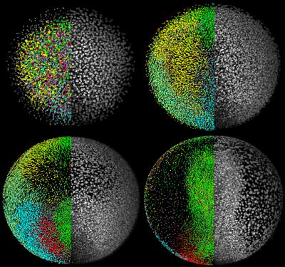 Digital Zebrafish Rmbryo