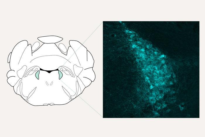 locus coeruleus