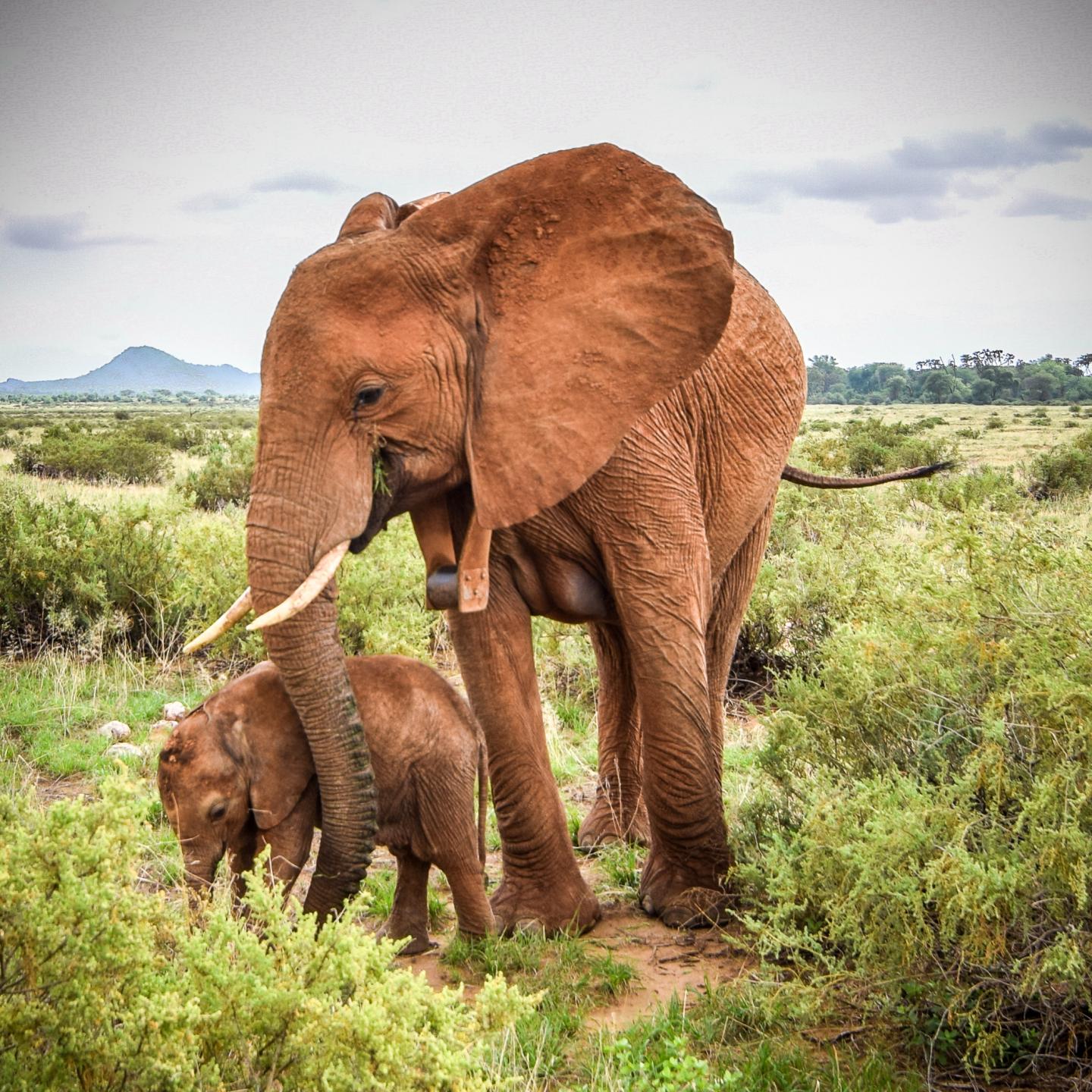 Soutine Samburu