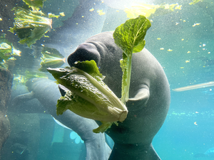 Manatee