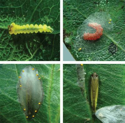 Stages of Development