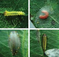 Stages of Development