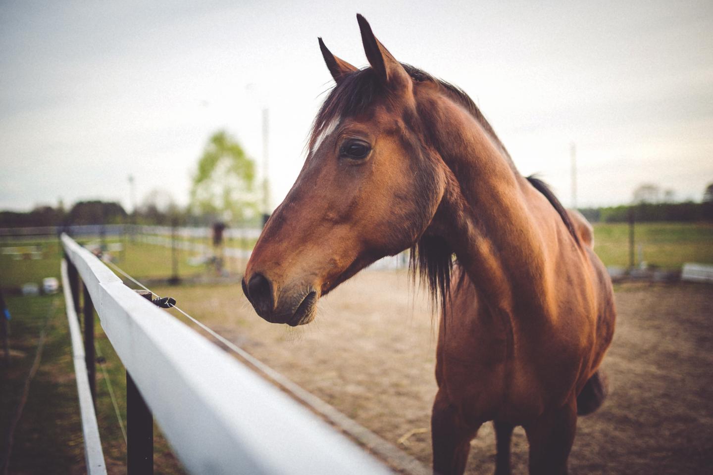 Horses Get the Flu, Too