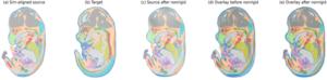Fig. 3. Aligning mouse-embryo maps across development.