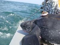 Leatherback