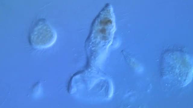 Long-Haired Microbes Named after Canadian Band Rush