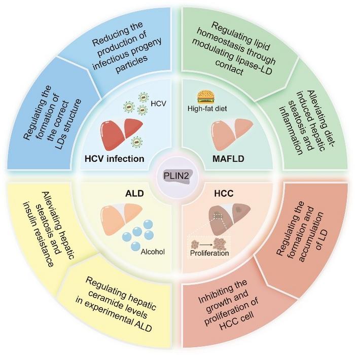 The effects of PLIN2 as a therapeutic target in liver disease.