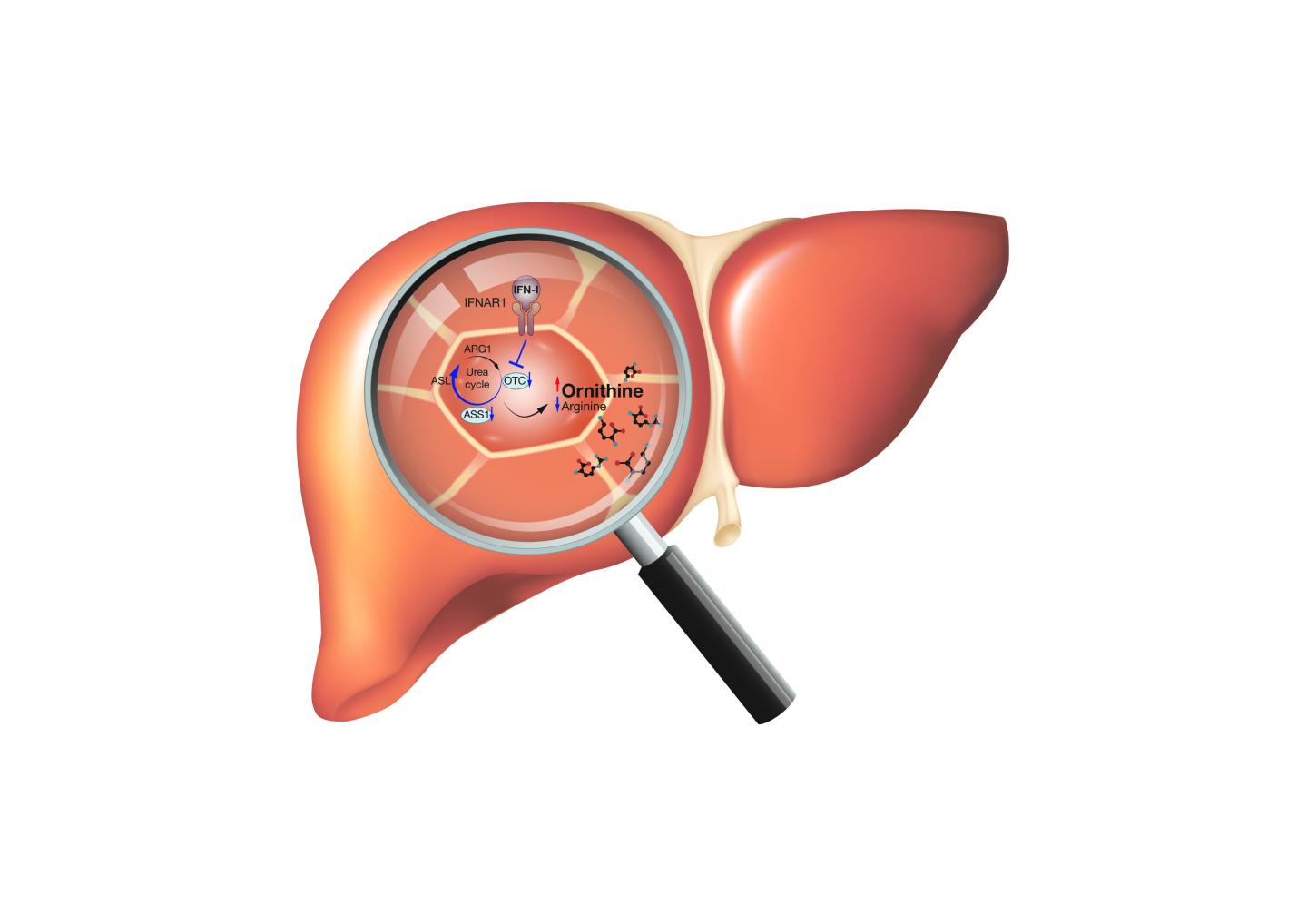 Liver Cartoon