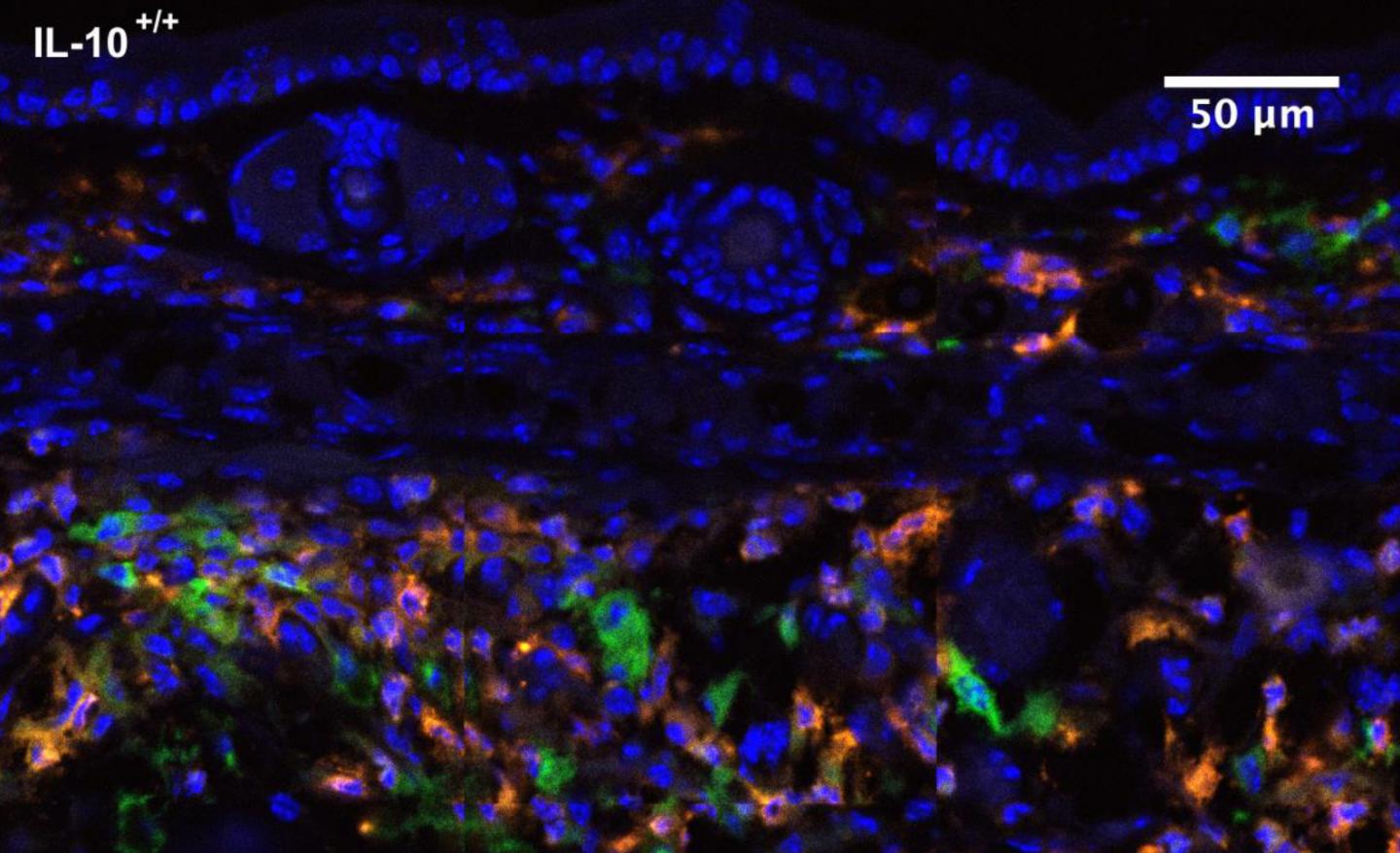 Skin of Normal Mice
