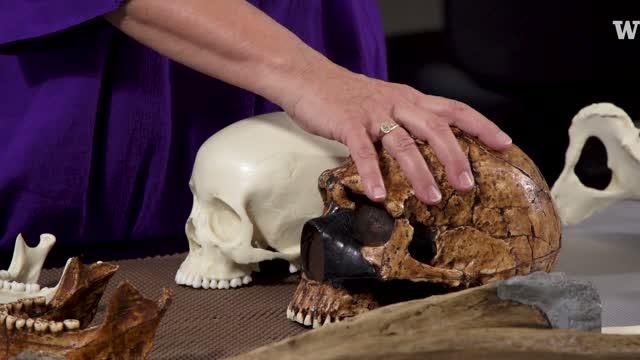 What a 3D Reconstruction Teaches about Neandertals