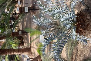 E horridus cycad top view