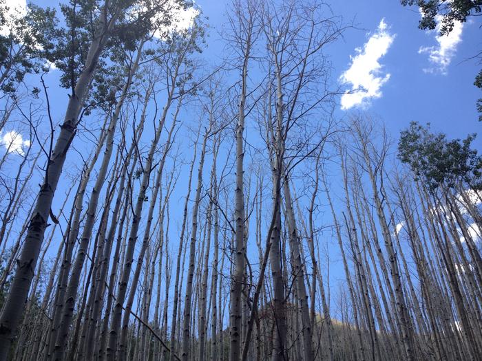 Utah aspen