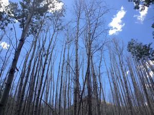 Utah aspen