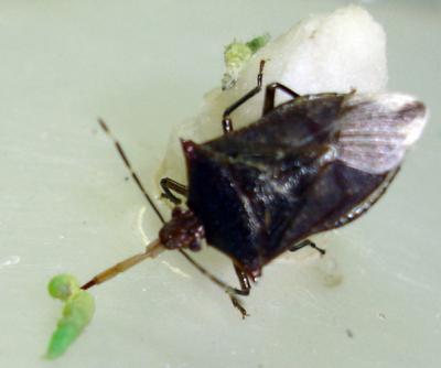 <i>Podisus nigrispinus </i>Female