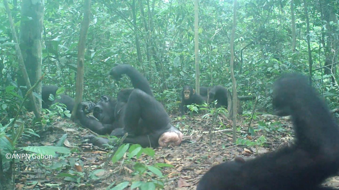 Wonga Wongue chimpanzees