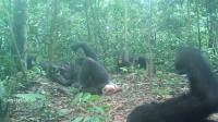 Wonga Wongue chimpanzees