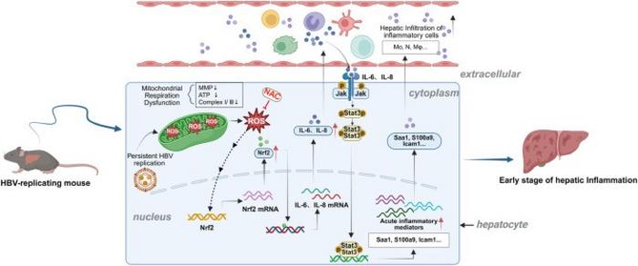 Schematic overview of proposed mechanisms