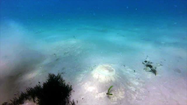 Cichlid Builds a Sand Castle