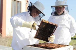 Artificial Intelligence in hives: a monitoring system remotely predicts flowering periods