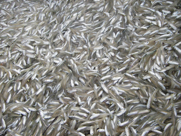 Forage Fish