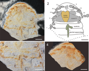Fossils of Archopterus anjiensis