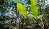 <i>Terminalia Amazonia</i>
