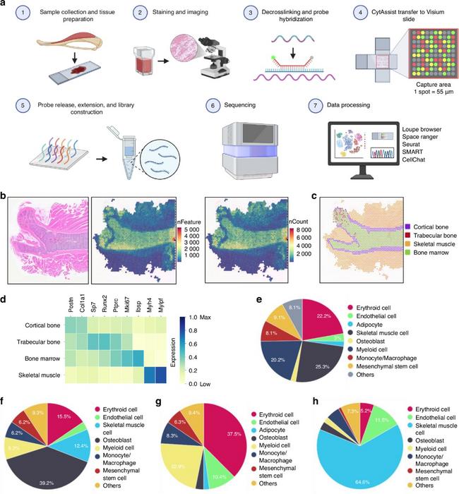 Spatial mapping reveals molecular communication networks between bone and skeletal muscle