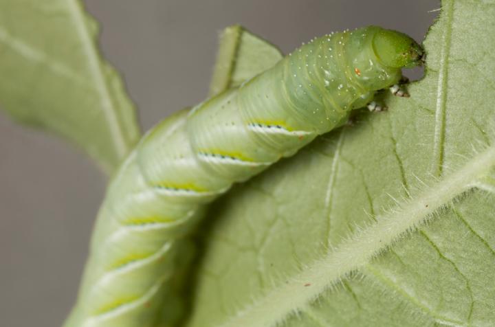Caterpillar