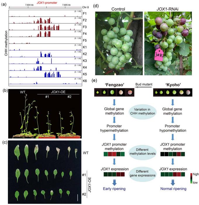 Hypermethylation of JOX1 contributes to the early ripening of ‘Fengzao’.