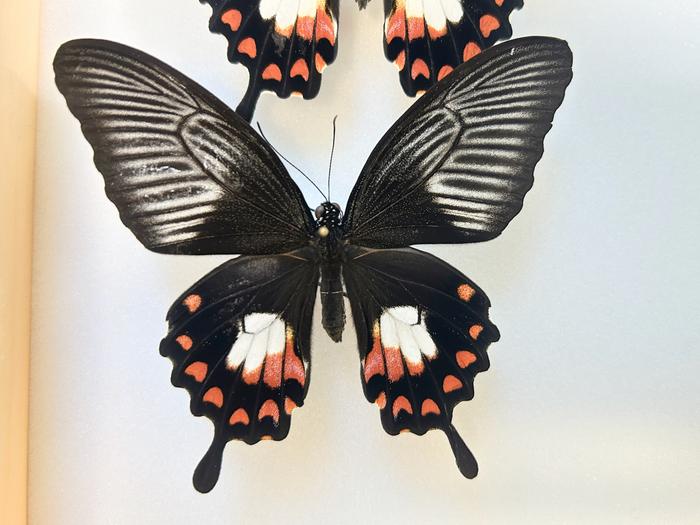 Female butterfly