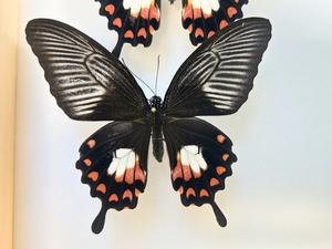 Female butterfly