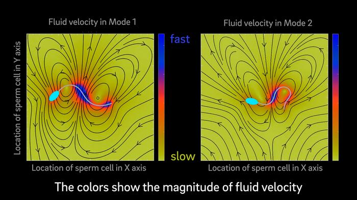 Model Suggests That Mammalian Sperm Cells Have Two Modes of Swimming