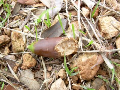 Acorn Consumed by Rodents
