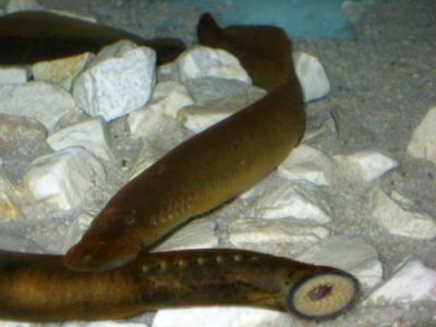 Lamprey Fish