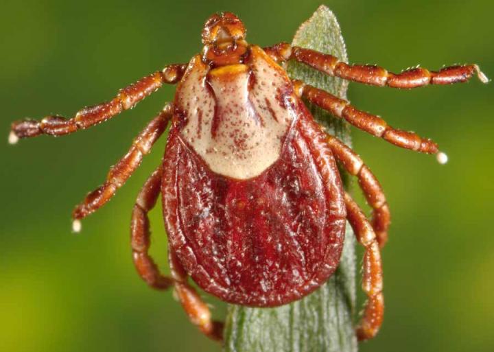 Rocky Mountain Wood Tick