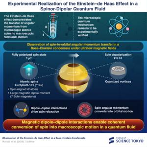 Observing the Einstein–de Haas Effect in a Bose–Einstein Condensate
