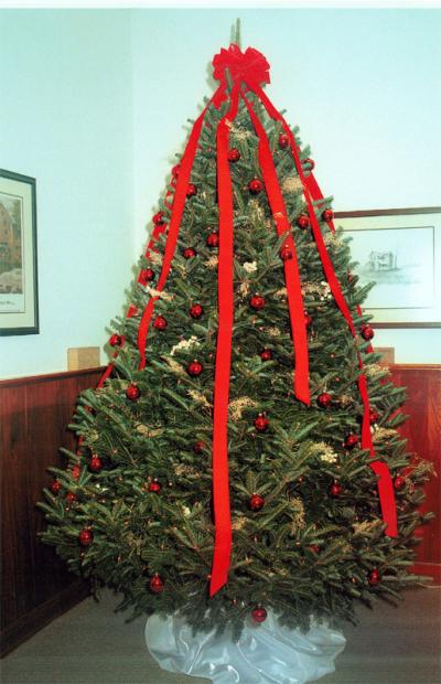 Fraser Fir is Gaining Popularity Among American Consumers