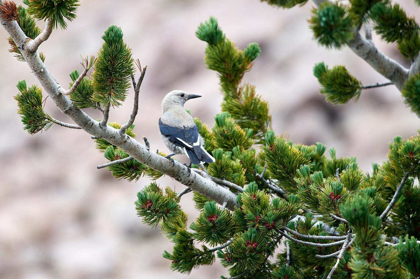 Clark's Nutcracker on whitebark pine.