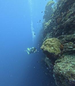 Underwater view in a Malaysian coral reef with Duda searching for zoantharian species.