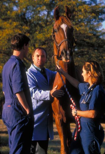 Phil Johnson, Professor of Veterinary Medicine and Surgery