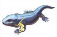 Illustration of Pederpes