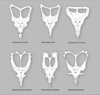 Skull Comparison