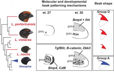 Diagram of Taxonomy, Development, and Beak Shape
