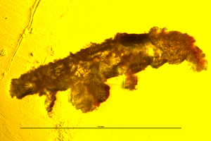 Color_Lateral_Photo Tardigrade